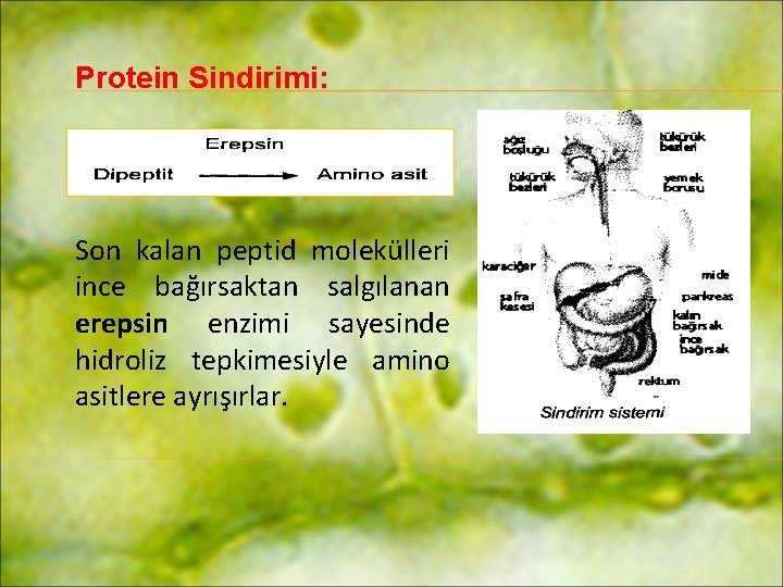 Protein Sindirimi: Son kalan peptid molekülleri ince bağırsaktan salgılanan erepsin enzimi sayesinde hidroliz tepkimesiyle