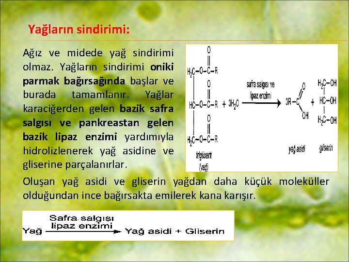 Yağların sindirimi: Ağız ve midede yağ sindirimi olmaz. Yağların sindirimi oniki parmak bağırsağında başlar