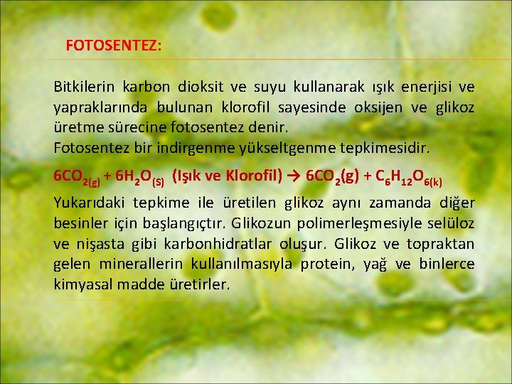 FOTOSENTEZ: Bitkilerin karbon dioksit ve suyu kullanarak ışık enerjisi ve yapraklarında bulunan klorofil sayesinde