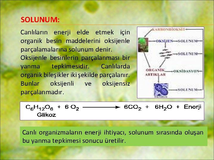 SOLUNUM: Canlıların enerji elde etmek için organik besin maddelerini oksijenle parçalamalarına solunum denir. Oksijenle