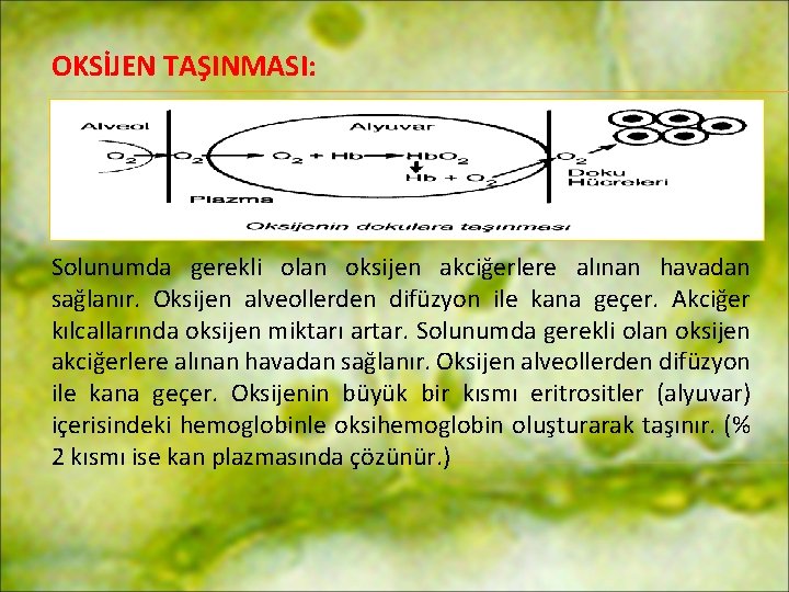 OKSİJEN TAŞINMASI: Solunumda gerekli olan oksijen akciğerlere alınan havadan sağlanır. Oksijen alveollerden difüzyon ile