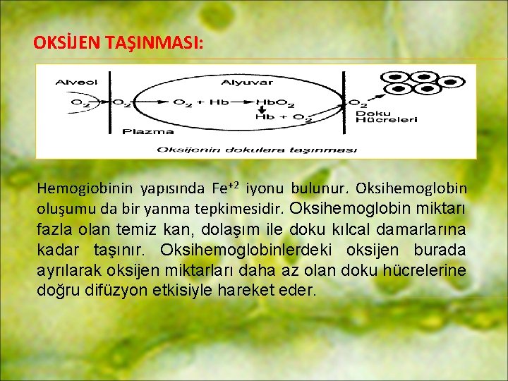 OKSİJEN TAŞINMASI: Hemogiobinin yapısında Fe+2 iyonu bulunur. Oksihemoglobin oluşumu da bir yanma tepkimesidir. Oksihemoglobin