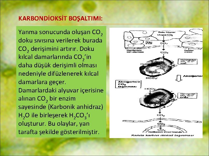 KARBONDİOKSİT BOŞALTIMI: Yanma sonucunda oluşan CO 2 doku sıvısına verilerek burada CO 2 derişimini