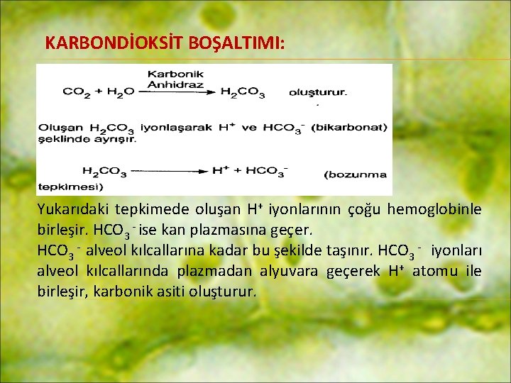 KARBONDİOKSİT BOŞALTIMI: Yukarıdaki tepkimede oluşan H+ iyonlarının çoğu hemoglobinle birleşir. HCO 3 - ise