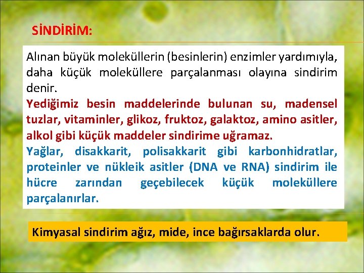 SİNDİRİM: Alınan büyük moleküllerin (besinlerin) enzimler yardımıyla, daha küçük moleküllere parçalanması olayına sindirim denir.