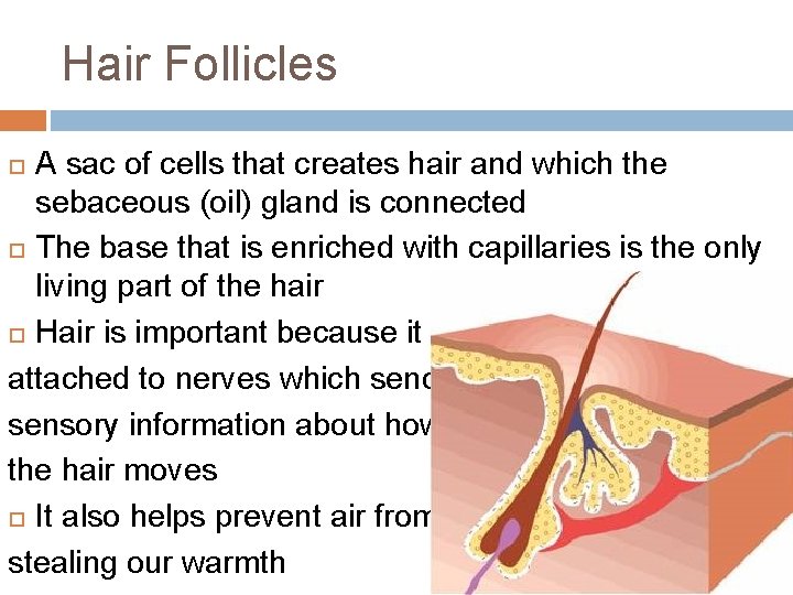 Hair Follicles A sac of cells that creates hair and which the sebaceous (oil)