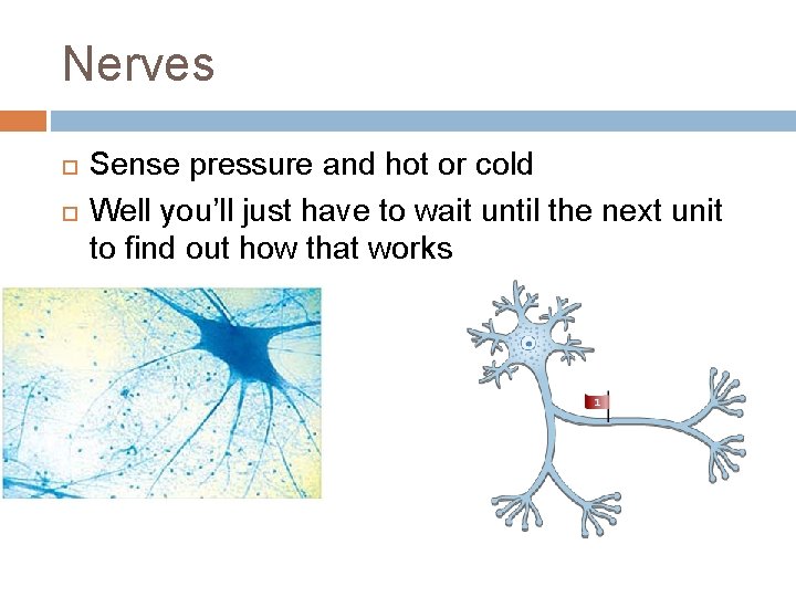 Nerves Sense pressure and hot or cold Well you’ll just have to wait until