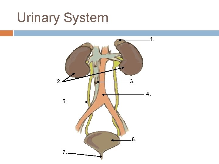 Urinary System 1. 2. 3. 4. 5. 6. 7. 