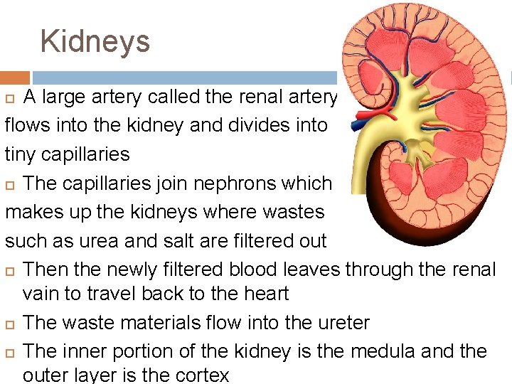 Kidneys A large artery called the renal artery flows into the kidney and divides