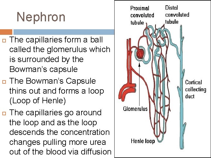 Nephron The capillaries form a ball called the glomerulus which is surrounded by the