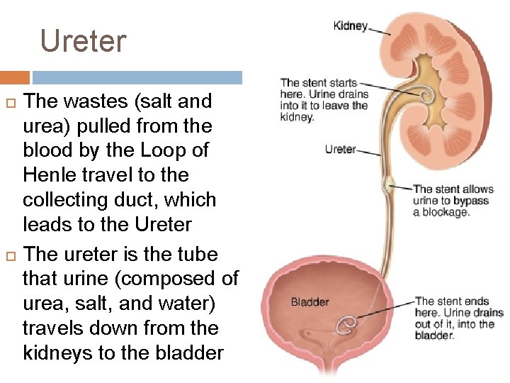 Ureter The wastes (salt and urea) pulled from the blood by the Loop of