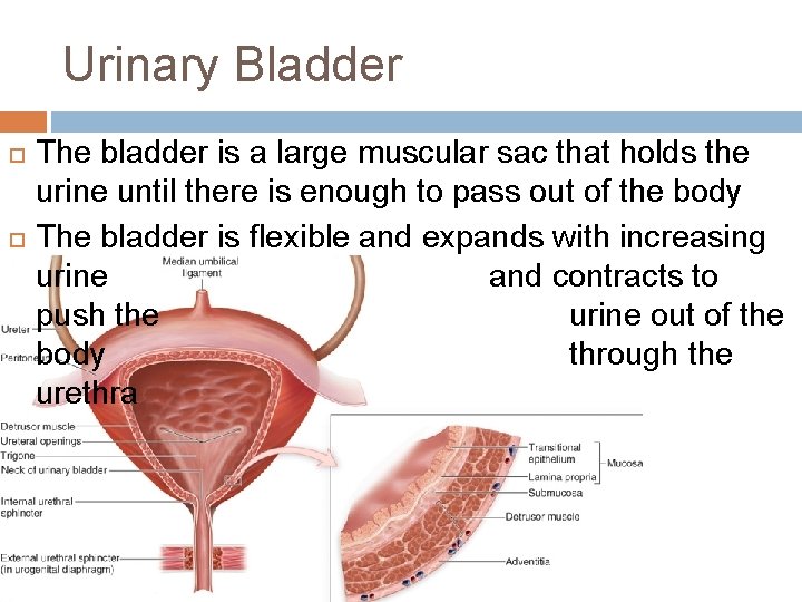 Urinary Bladder The bladder is a large muscular sac that holds the urine until