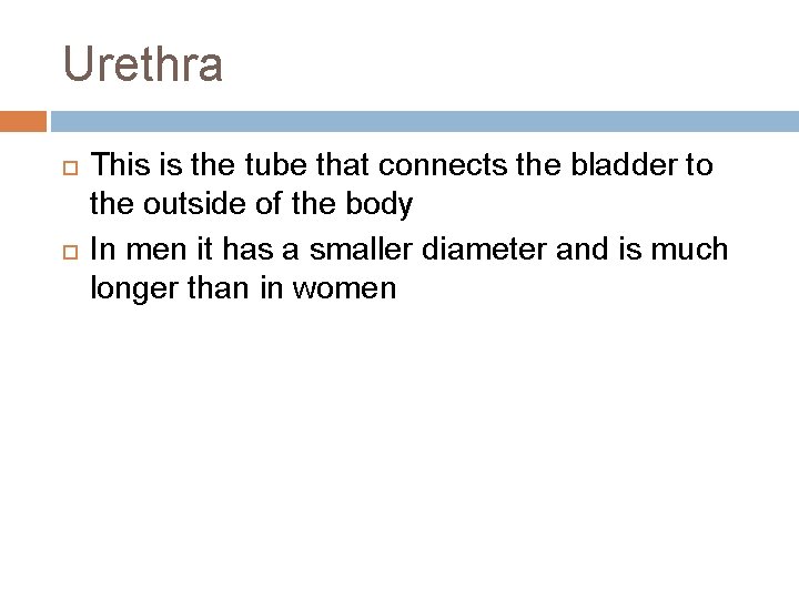 Urethra This is the tube that connects the bladder to the outside of the