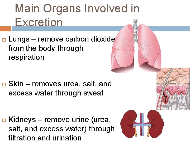 Main Organs Involved in Excretion Lungs – remove carbon dioxide from the body through