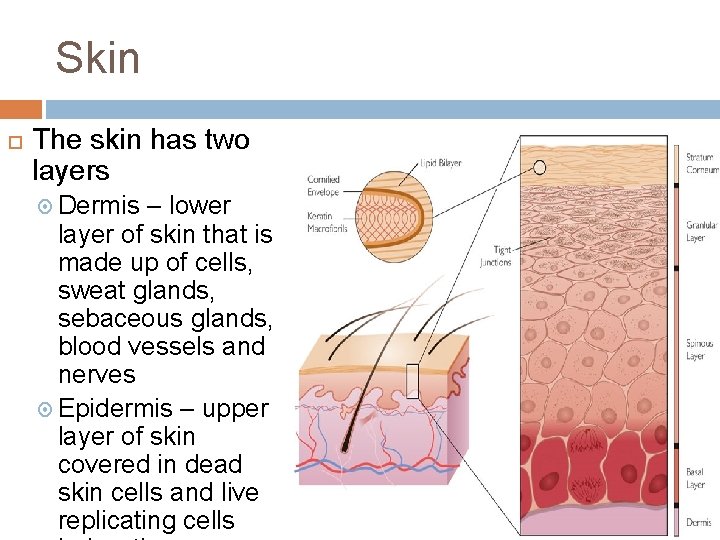 Skin The skin has two layers Dermis – lower layer of skin that is