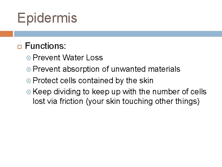 Epidermis Functions: Prevent Water Loss Prevent absorption of unwanted materials Protect cells contained by