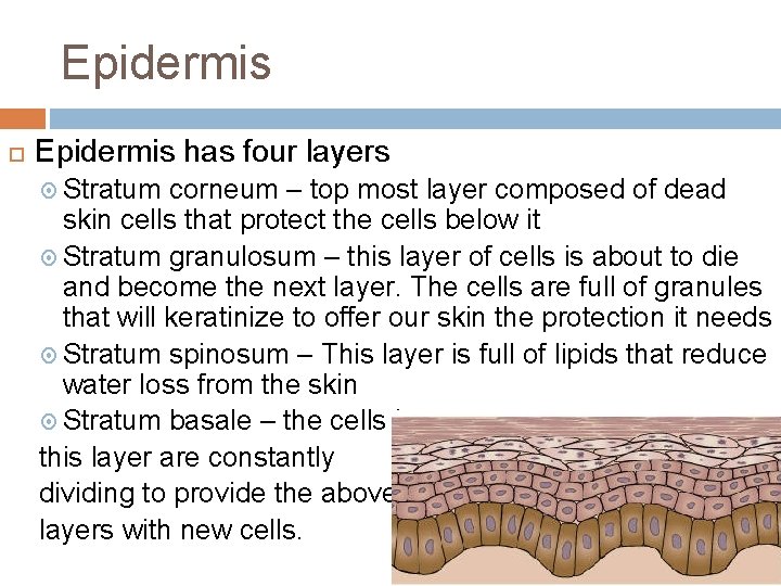 Epidermis has four layers Stratum corneum – top most layer composed of dead skin