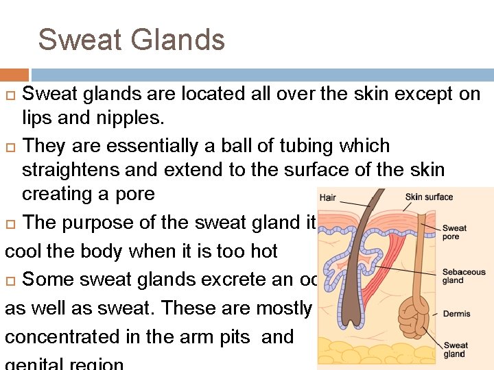 Sweat Glands Sweat glands are located all over the skin except on lips and