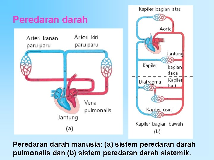 Peredaran darah manusia: (a) sistem peredaran darah pulmonalis dan (b) sistem peredaran darah sistemik.