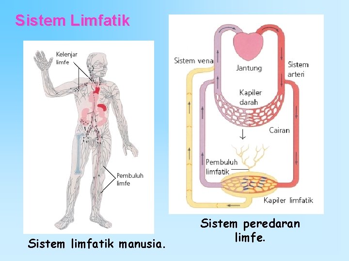 Sistem Limfatik Sistem limfatik manusia. Sistem peredaran limfe. 