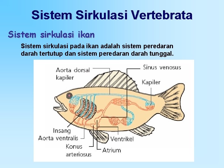 Sistem Sirkulasi Vertebrata Sistem sirkulasi ikan Sistem sirkulasi pada ikan adalah sistem peredaran darah