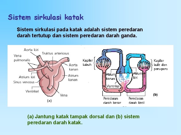 Sistem sirkulasi katak Sistem sirkulasi pada katak adalah sistem peredaran darah tertutup dan sistem