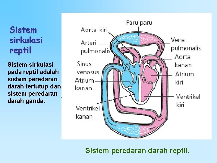 Sistem sirkulasi reptil Sistem sirkulasi pada reptil adalah sistem peredaran darah tertutup dan sistem