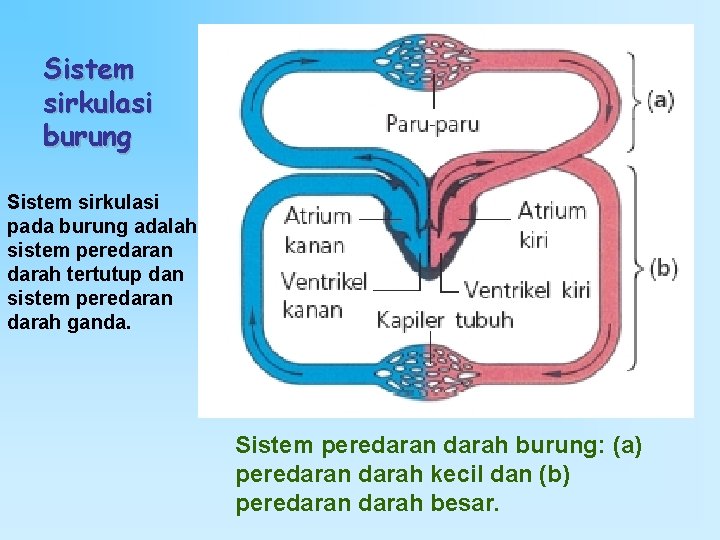 Sistem sirkulasi burung Sistem sirkulasi pada burung adalah sistem peredaran darah tertutup dan sistem