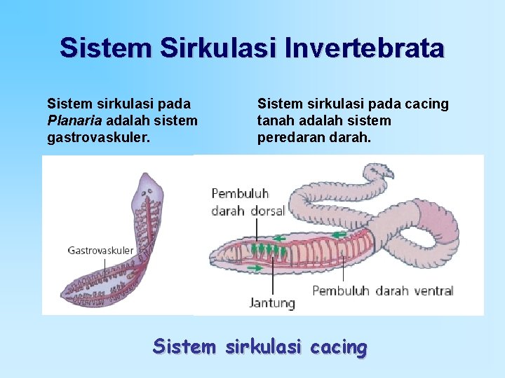 Sistem Sirkulasi Invertebrata Sistem sirkulasi pada Planaria adalah sistem gastrovaskuler. Sistem sirkulasi pada cacing