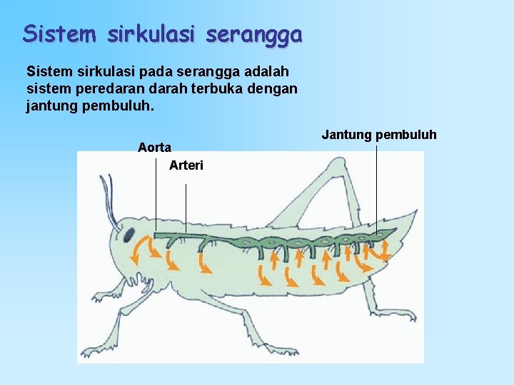 Sistem sirkulasi serangga Sistem sirkulasi pada serangga adalah sistem peredaran darah terbuka dengan jantung