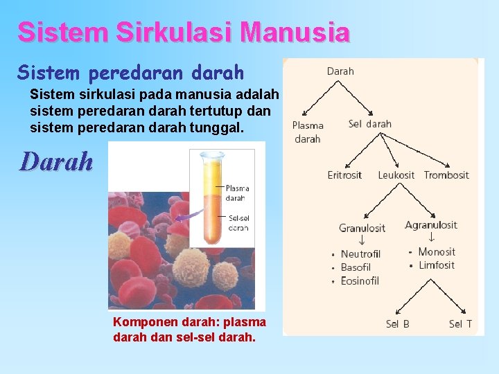 Sistem Sirkulasi Manusia Sistem peredaran darah Sistem sirkulasi pada manusia adalah sistem peredaran darah