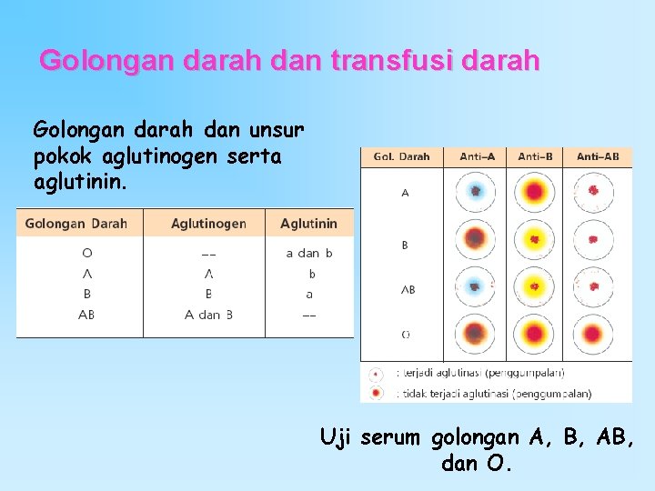 Golongan darah dan transfusi darah Golongan darah dan unsur pokok aglutinogen serta aglutinin. Uji