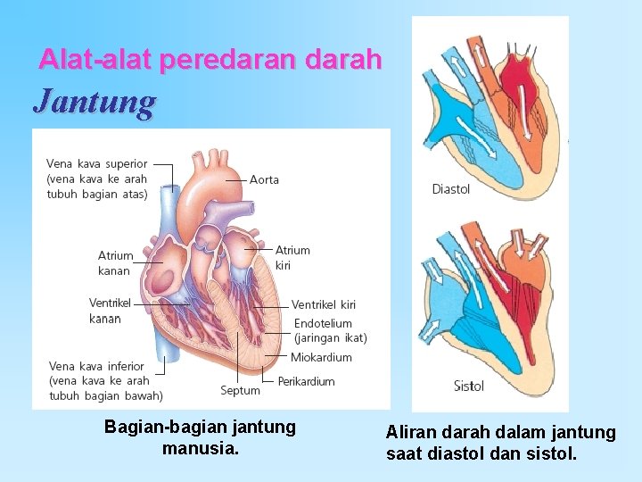 Alat-alat peredaran darah Jantung Bagian-bagian jantung manusia. Aliran darah dalam jantung saat diastol dan