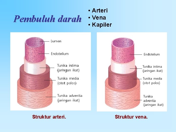 Pembuluh darah Struktur arteri. • Arteri • Vena • Kapiler Struktur vena. 