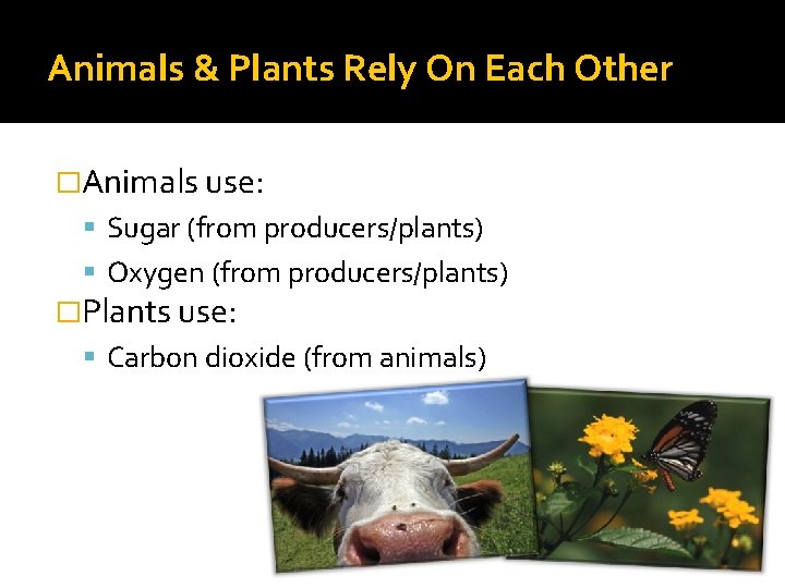 Animals & Plants Rely On Each Other �Animals use: Sugar (from producers/plants) Oxygen (from