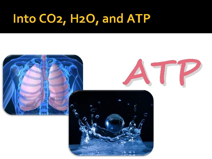 Into CO 2, H 2 O, and ATP 