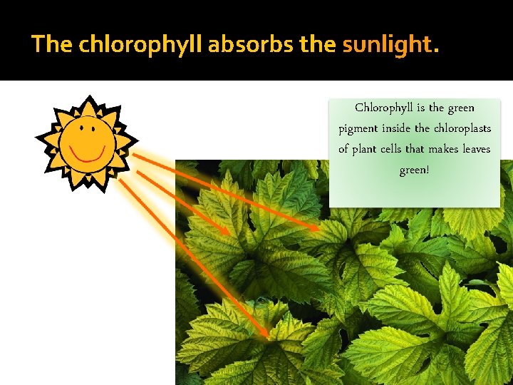 The chlorophyll absorbs the sunlight. Chlorophyll is the green pigment inside the chloroplasts of