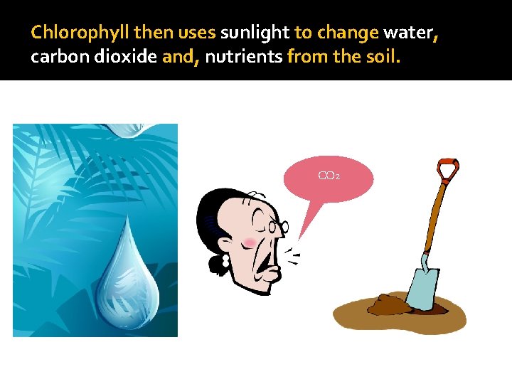 Chlorophyll then uses sunlight to change water, carbon dioxide and, nutrients from the soil.