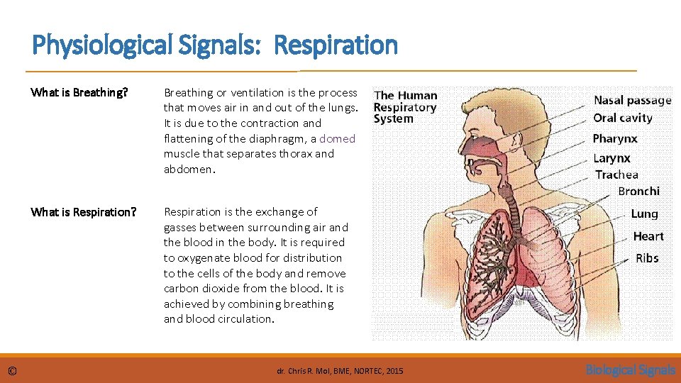 Physiological Signals: Respiration © What is Breathing? Breathing or ventilation is the process that