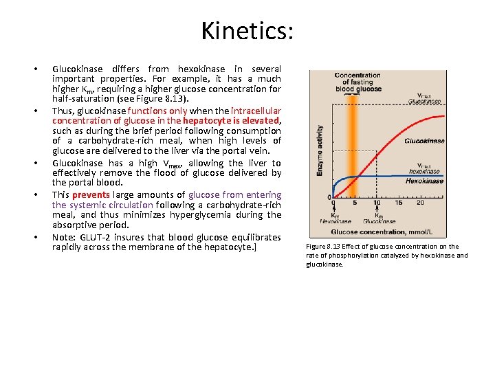 Kinetics: • • • Glucokinase differs from hexokinase in several important properties. For example,