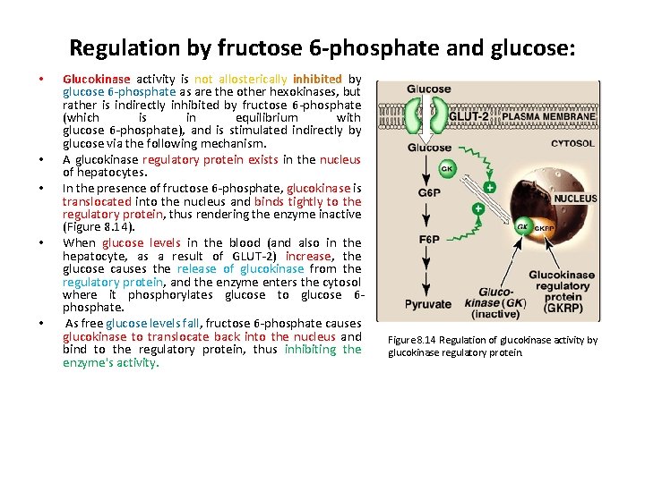 Regulation by fructose 6 -phosphate and glucose: • • • Glucokinase activity is not