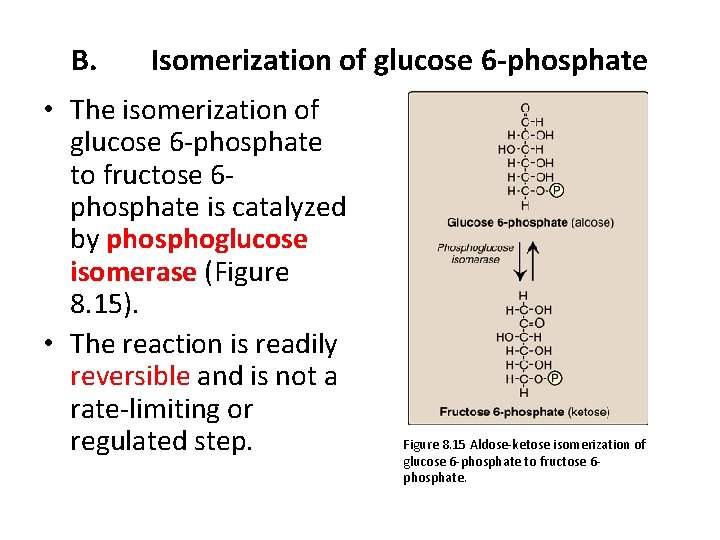 B. Isomerization of glucose 6 -phosphate • The isomerization of glucose 6 -phosphate to