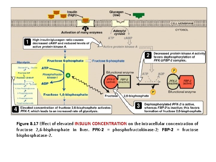 Figure 8. 17 Effect of elevated INSULIN CONCENTRATION on the intracellular concentration of fructose