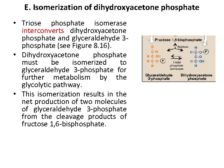 E. Isomerization of dihydroxyacetone phosphate • Triose phosphate isomerase interconverts dihydroxyacetone phosphate and glyceraldehyde