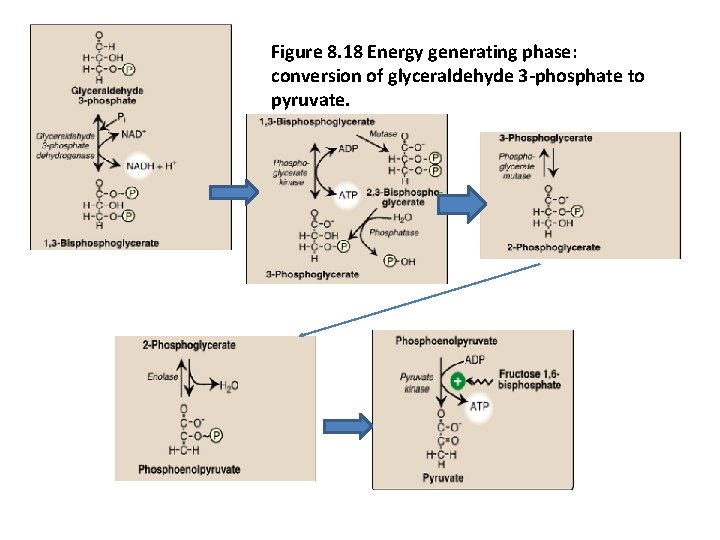 Figure 8. 18 Energy generating phase: conversion of glyceraldehyde 3 -phosphate to pyruvate. 