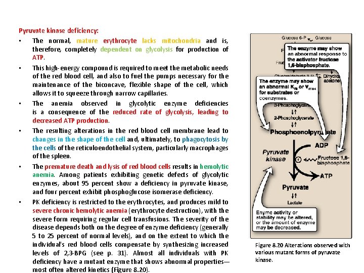 Pyruvate kinase deficiency: • The normal, mature erythrocyte lacks mitochondria and is, therefore, completely