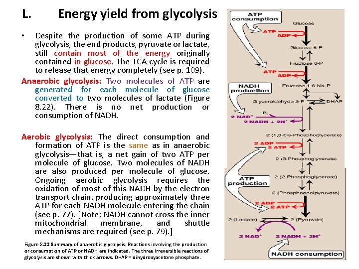 L. Energy yield from glycolysis Despite the production of some ATP during glycolysis, the