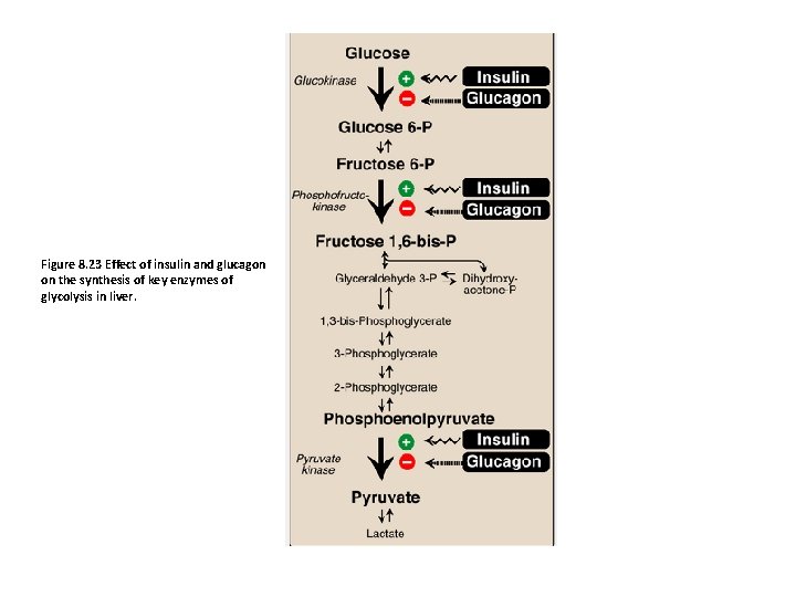 Figure 8. 23 Effect of insulin and glucagon on the synthesis of key enzymes