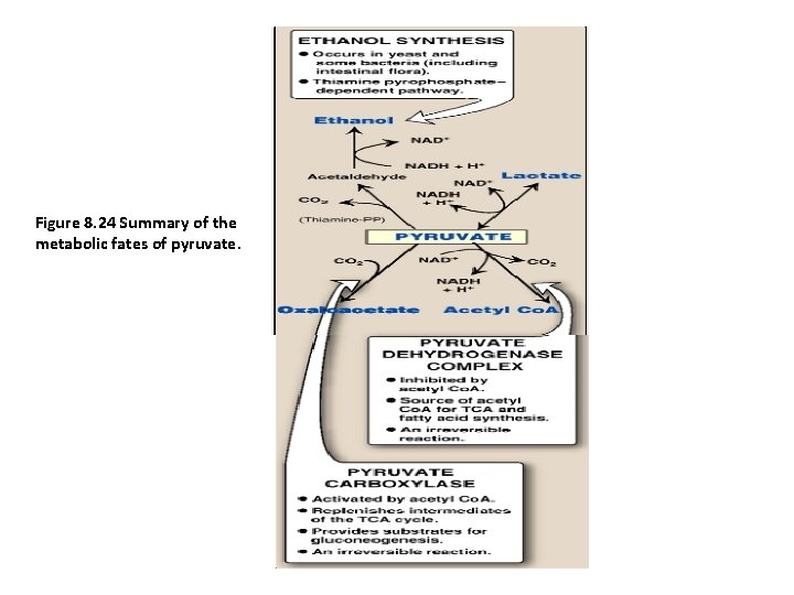 Figure 8. 24 Summary of the metabolic fates of pyruvate. 