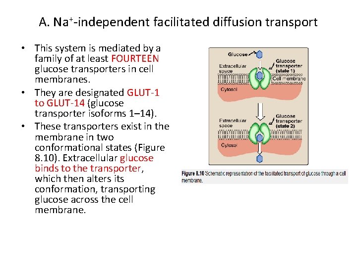 A. Na+-independent facilitated diffusion transport • This system is mediated by a family of
